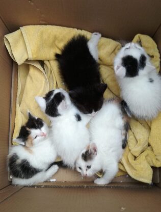 Zagubione kotki czekają na nowych opiekunów