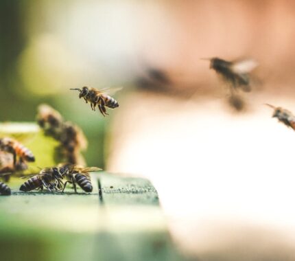 „Rodzina i produkty pszczele” – odcinek I